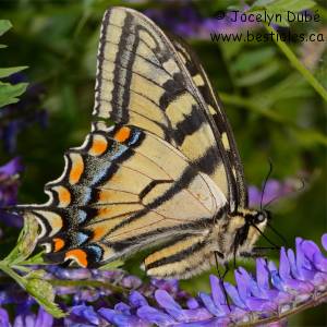 Papilionid�s