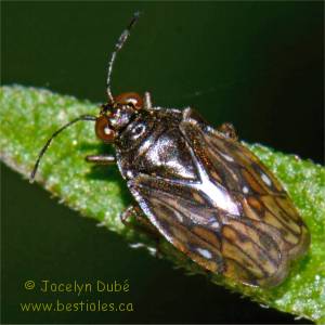 Saldidae