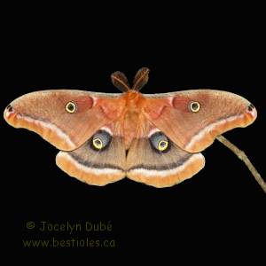 Saturnid�s