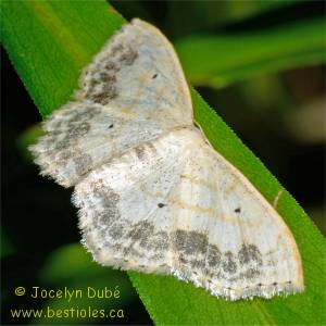 Scopula