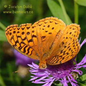 Speyeria