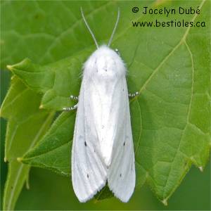 Diacrisie de Virginie