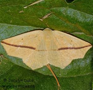 Tetracis