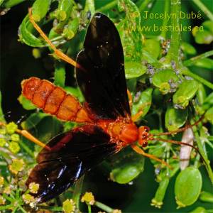 Trogue du Papilio
