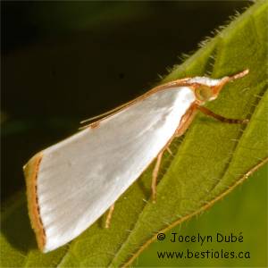 Urola nivalis