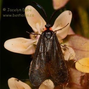 Zyg�nes (Zygaenidae)
