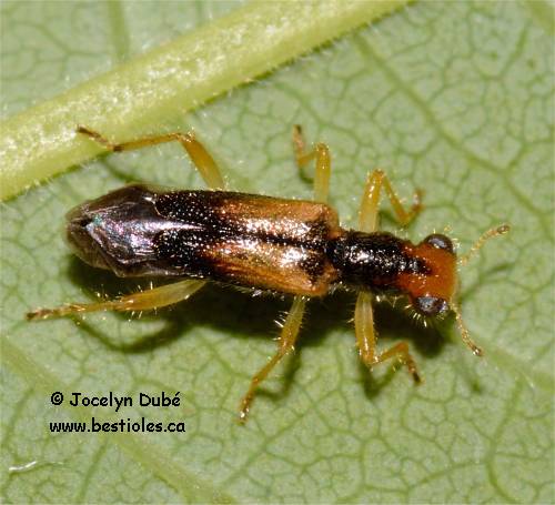Photo de Isohydnocera curtipennis