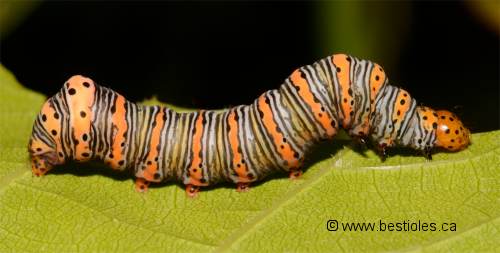 Chenille de papillon de nuit