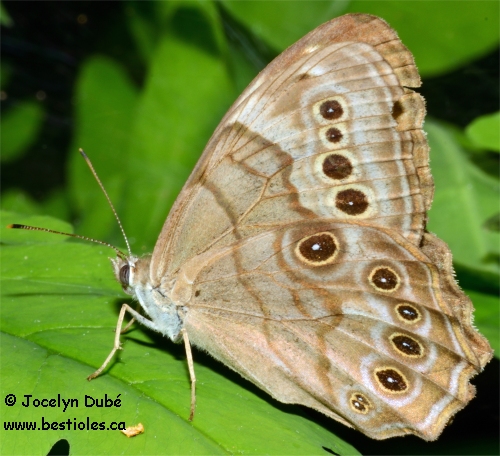 Photo de satyre perl� - Lethe anthedon