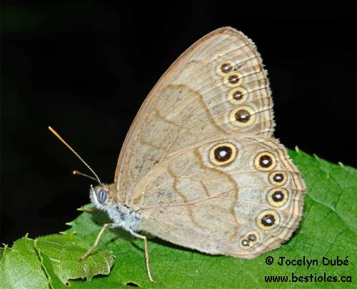Photo de Satyre des appalaches - Lethe appalachia
