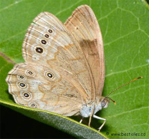 Photo d'un Satyre ocellé