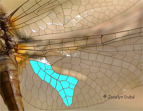 Libellulidae