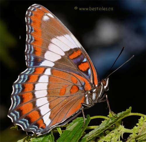 Dessous des ailes d'un amiral (Limenitis arthemis)