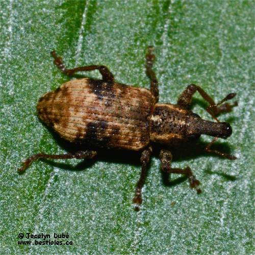 Listronotus delumbis