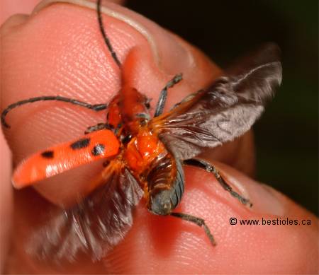 Photo de longicorne qui ouvre les �lytres pour faire un vol
