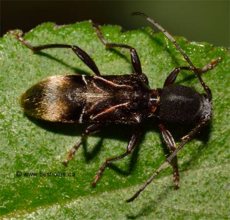 Photo de longicorne � trois bosses - Cyrtophorus verrucosus