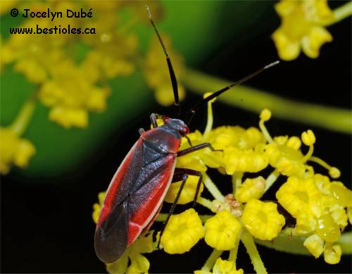 Lopidea instabilis (Orthotylinae)
