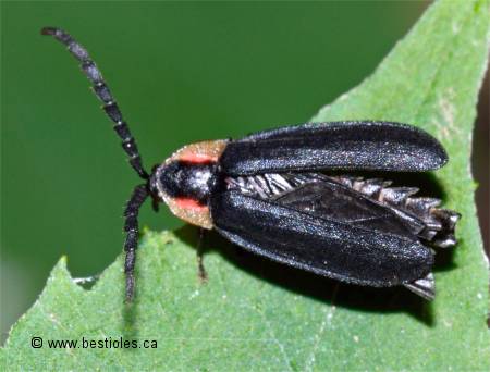 Photo de Lucidota atra
