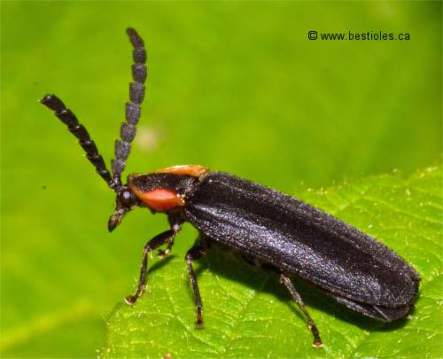 Photo de Lampyride noir (Lucidota atra)