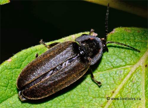 Photo de Lucidota punctata