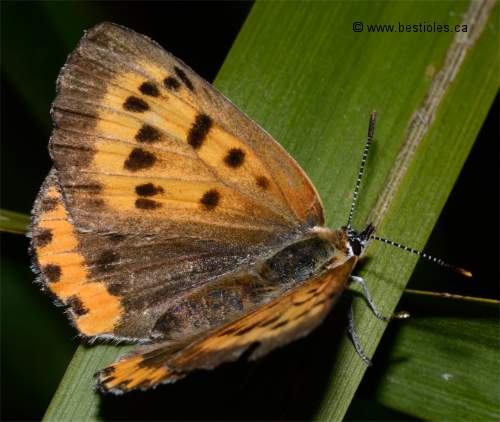 Photo d'un Bronzé d'Amérique (Lycaena hyllus)