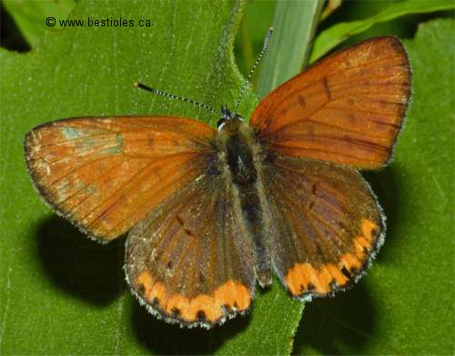 Photo d'un Cuivré (Lycaena nivalis)