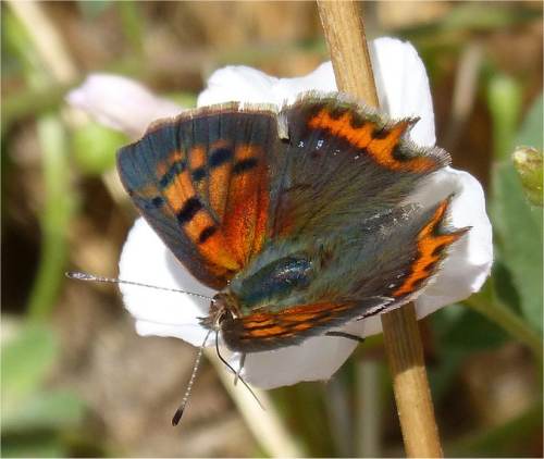 Photo de papillon cuivré d'Amérique (Lycaena phlaeas)