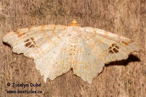 Photo de Macaria aemulataria