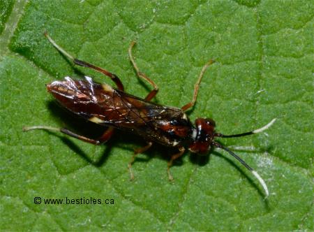 Photo d'une tenthr�de du cornouiller (Macremphytus testaceus)