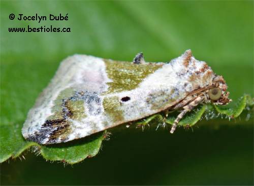 Maliattha synochitis