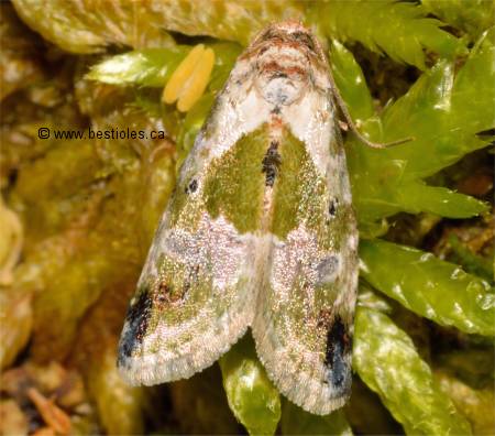 Photo de Maliattha synochitis