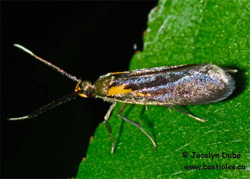 Mathildana newmanella (Oecophorinae)