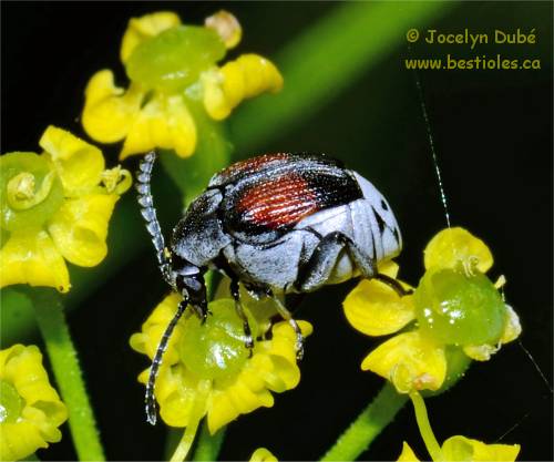 Megacerus discoidus femelle
