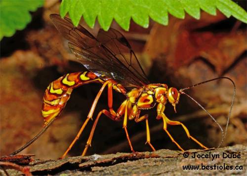 Rhysse cannelle femelle (Megarhyssa macrurus)