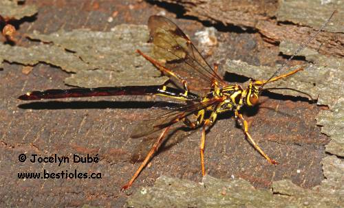 Rhysse cannelle m�le (Megarhyssa macrurus)