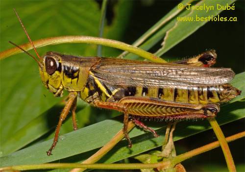 Photo de Criquet à pattes rouges (Melanoplus femurrubrum)
