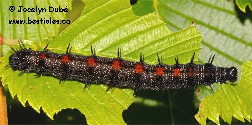 Chenille de morio (Nymphalis antiopa)