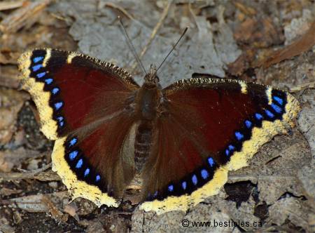 Photo d'un morio (Nymphalis antiopa)