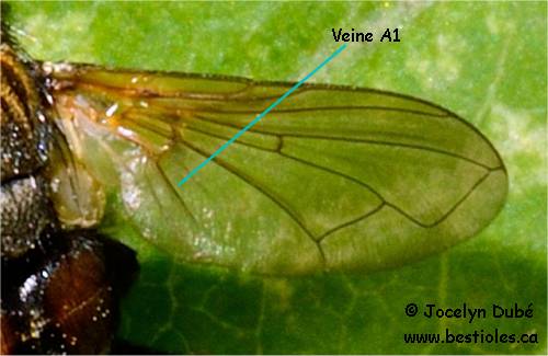 Veine A1 de l'aile des muscid�s