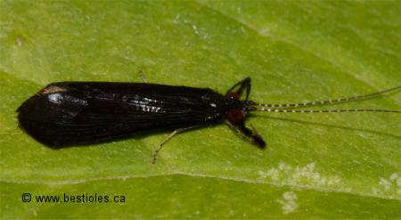 Photo de Mystacides sepulchralis