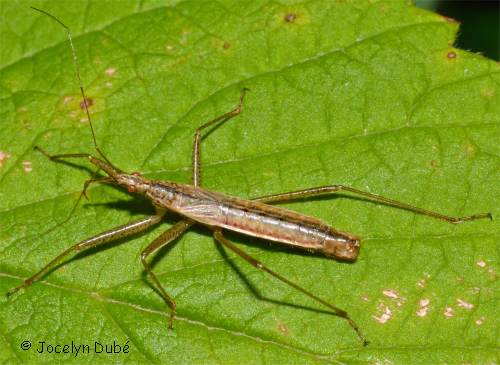 Photo d'une punaise demoiselle (Nabicula americolimbata)