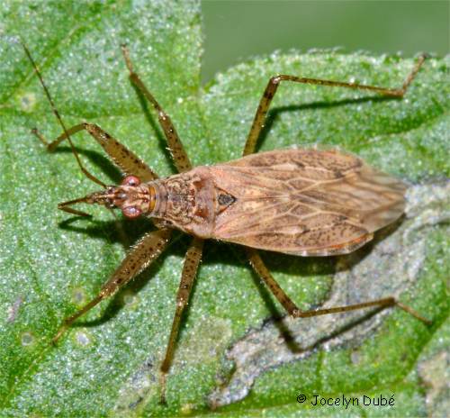 Photo de Nabis roseipennis