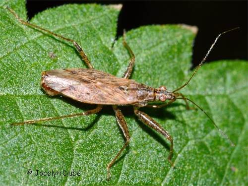 Nabis rufusculus