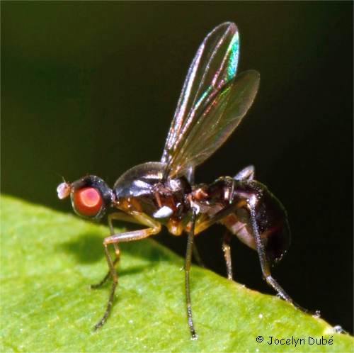 Nemopoda nitidula