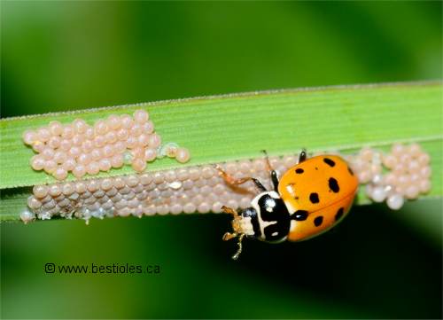 Oeufs d'insectes