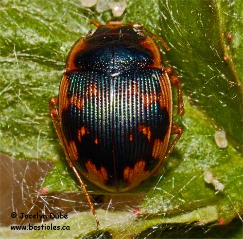 Photo d'Omophron americanum