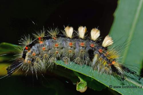 Photo de chenille � houppes rousses (Orgyia antiqua nova)