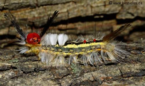 Photo d'une chenille à houppes blanches (Orgyia leucostigma)