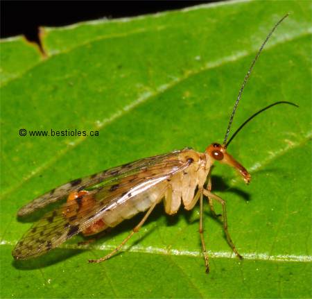 Photo de Panorpa nebulosa (Panorpidae)