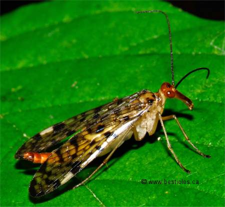 Photo de panorpa submaculata femelle